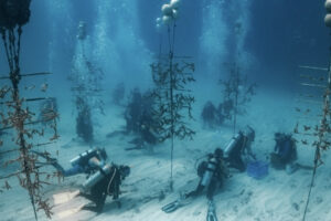 Divers participate in the Coral Restoration Foundation’s annual Coralpalooza community coral restoration event. Credit: Coral Restoration Foundation