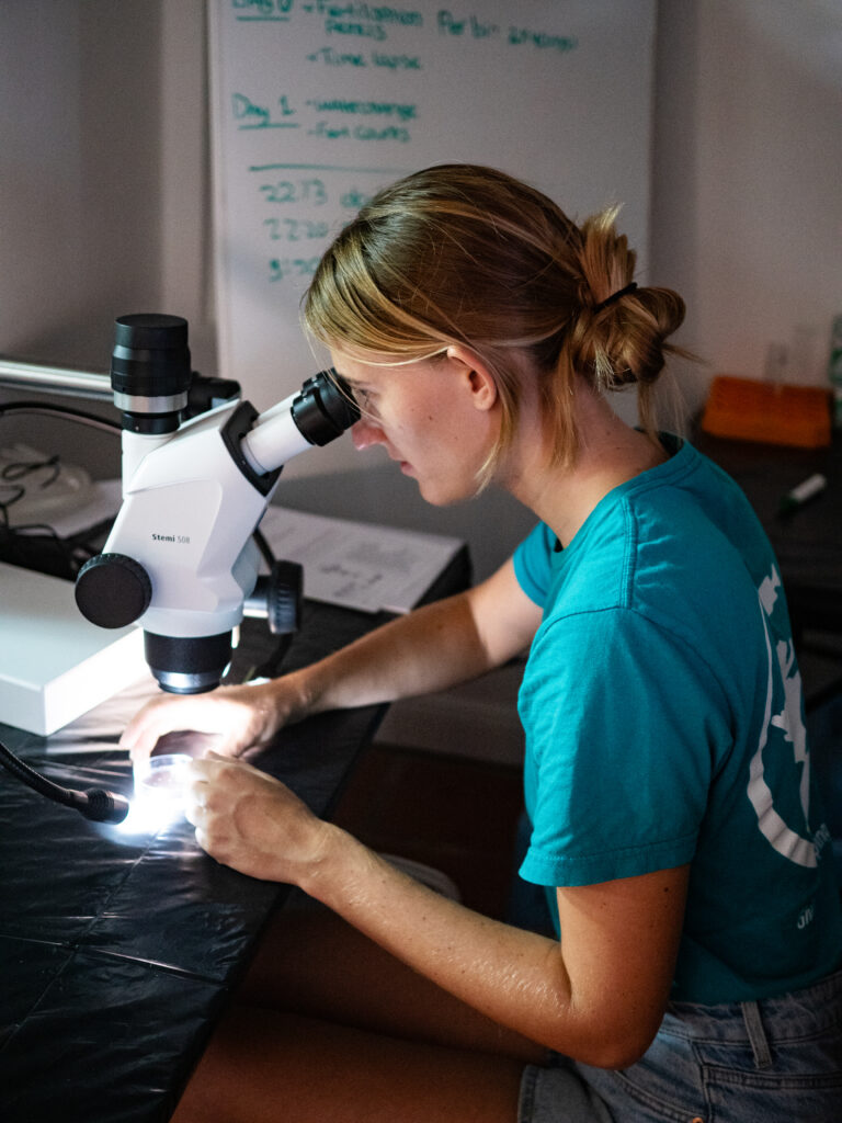 RRFB Scientist examines pillar coral larvae, Bonaire, August 2025