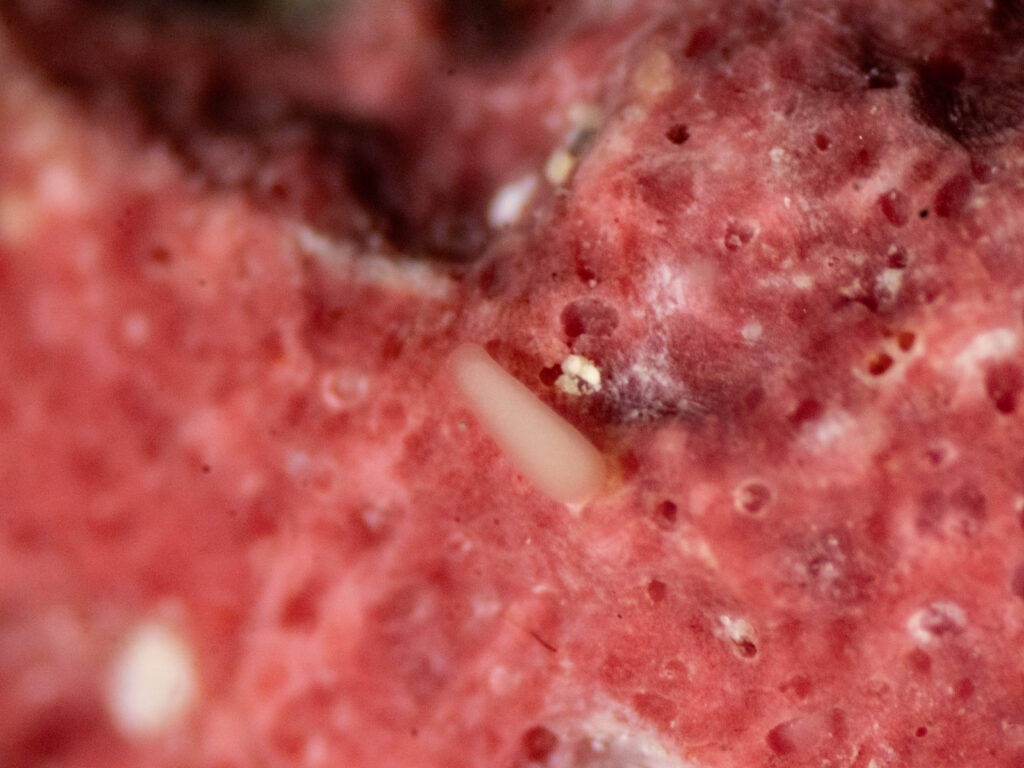 A young pillar coral “settles” on, or permanently attaches to, a special substrate in RRFB’s lab. Image credit: RRF Bonaire, August 2025 A young pillar coral “settles” on, or permanently attaches to, a special substrate in RRFB’s lab.