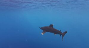 Oceanic whitetip shark with distinctive white-tipped fins and pilot fish at Elphinstone Reef near Marsa Shagra dive resort
