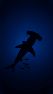 Hammerhead shark silhouette in deep blue water at Elphinstone Reef during Red Sea diving season