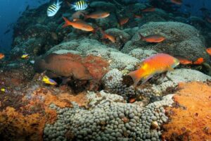 Biology & Ecology Card Image Biology & Ecology Card Image